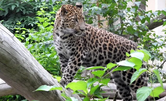 animals lions leopards bengal tigers 1440x900 wallpaper Art HD Wallpaper